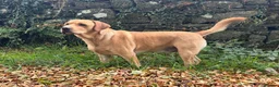 Labrador Retriever dogs for sale: Handsome KC Reg Labrador Retriever Adult Male - Advert 6
