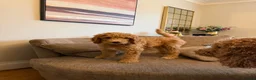 Standard Poodle dogs for sale: Standard Poodle last boy ready now-reduced price - Advert 10