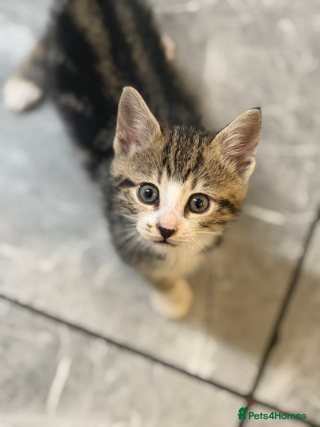 Bengal cats for sale: Adorable kittens for loving homes - Advert 26