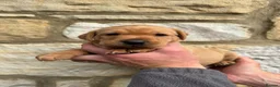 Labrador Retriever dogs for sale: KC Registered Fox Red Labrador Puppies - Advert 4