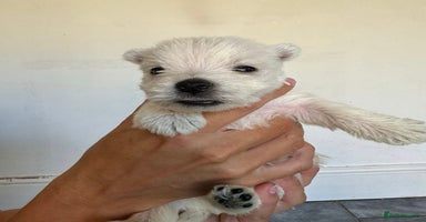 West Highland Terrier dogs - Advert 11