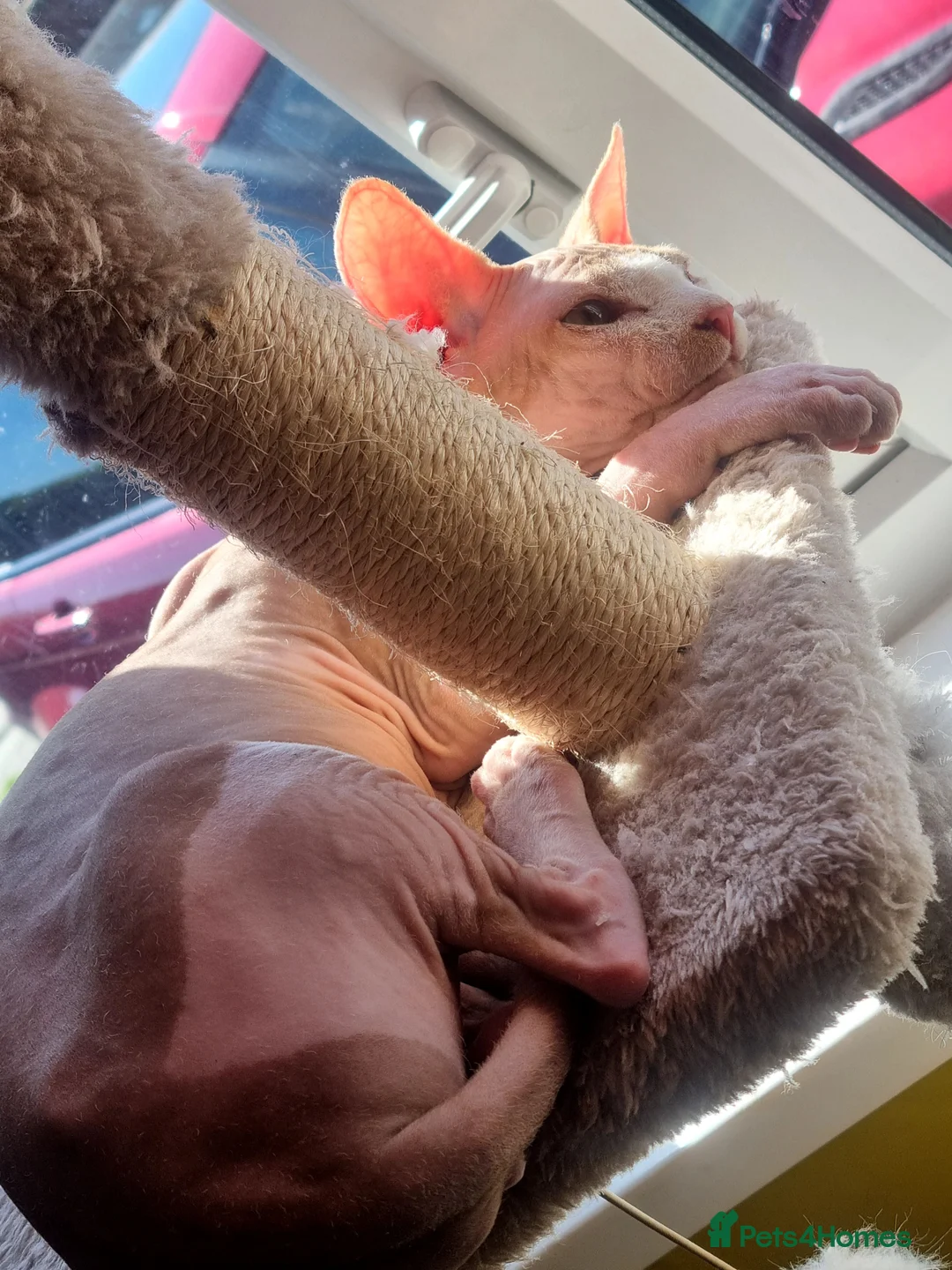 Sphynx cats for stud: Beautiful strong sphynx boy in Dewsbury - Advert 1