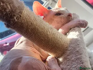 Sphynx cats Beautiful strong sphynx boy in Dewsbury - Advert 13