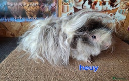 Guinea Pig rodents for sale: Lunkarya guinea pigs in Mablethorpe - Image 7
