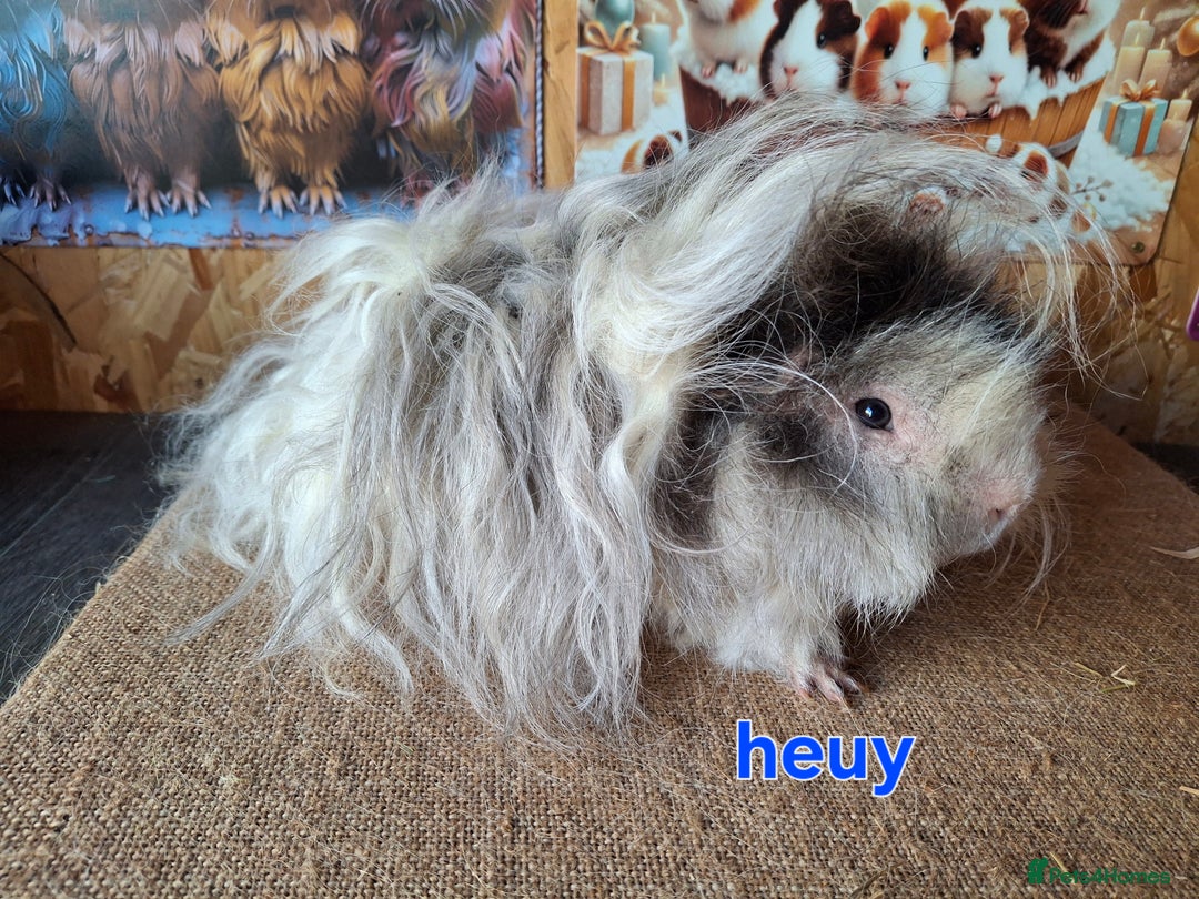 Guinea Pig rodents for sale: Lunkarya guinea pigs in Mablethorpe - Image 7