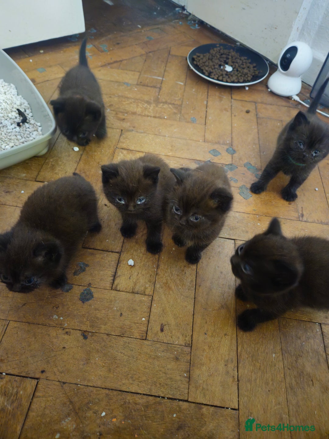 British Shorthair cats for sale: Champion Black British Shorthairs - Image 5