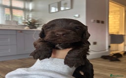 Cocker Spaniel dogs for sale: KC Registered Working Cocker Spaniels  - Image 7