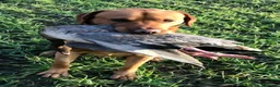 Labrador Retriever dogs for sale: Stunning Chunky KC Registered Red Labrador Puppies - Advert 27