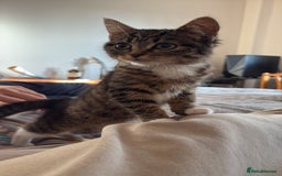 Mixed Breed cats for sale: two bonded kittens for sale £250 for both cats  - Image 4