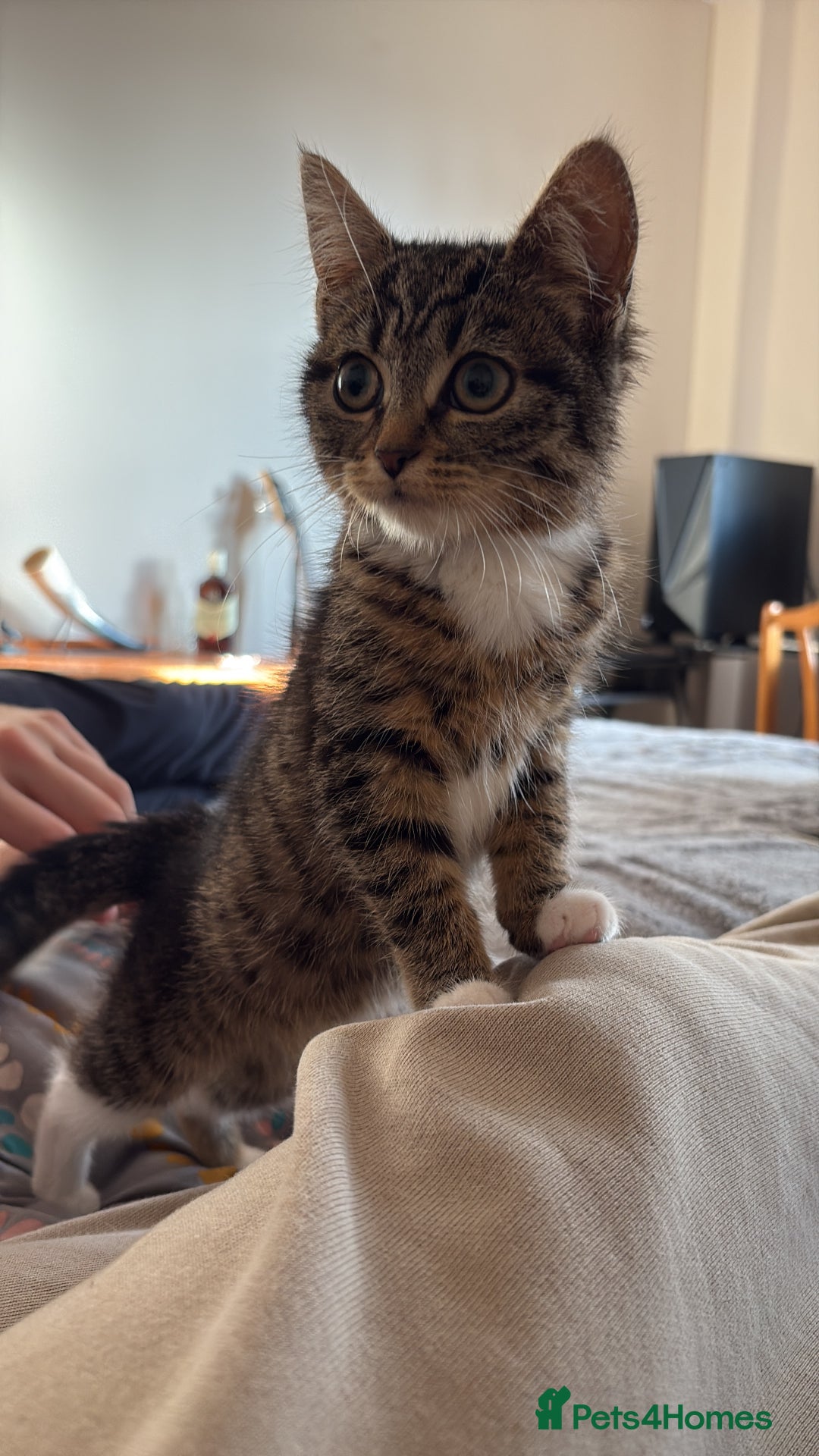 Mixed Breed cats for sale: two bonded kittens for sale £250 for both cats  - Image 4