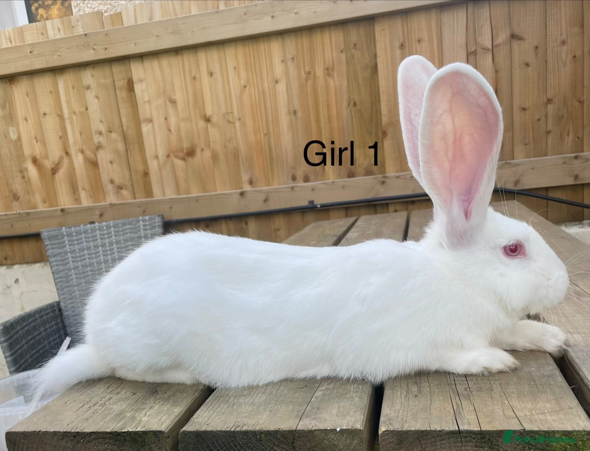 Continental Giant rabbits 🐇 last 2 continental giants 🐇  - Advert 2