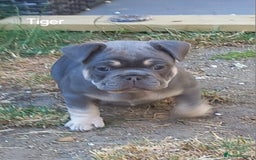French Bulldog dogs for sale: French Bulldog pups - Image 6