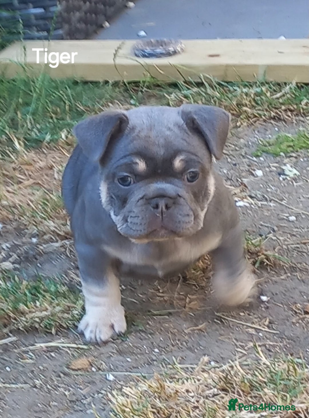 French Bulldog dogs for sale: French Bulldog pups - Image 6