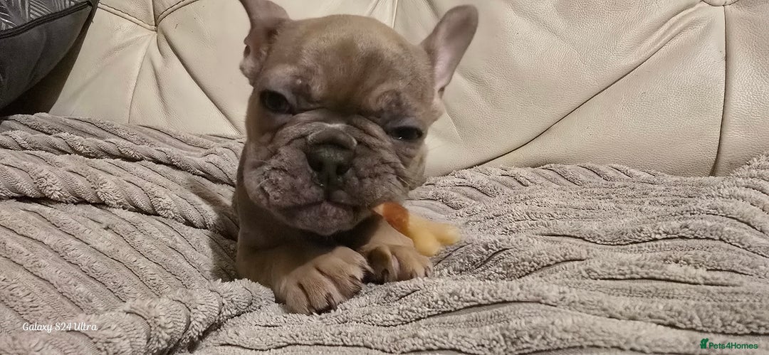 French Bulldog dogs for sale: Elsa Girl - Image 12