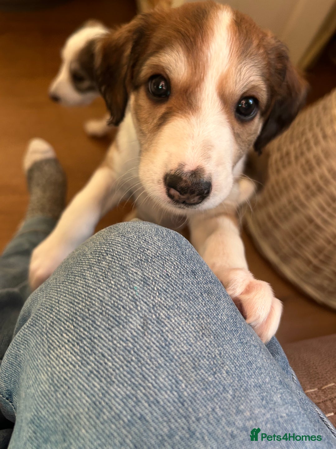 Mixed Breed dogs for sale: Stunning saluki cross Norfolk Wolly  lurcher  - Advert 4