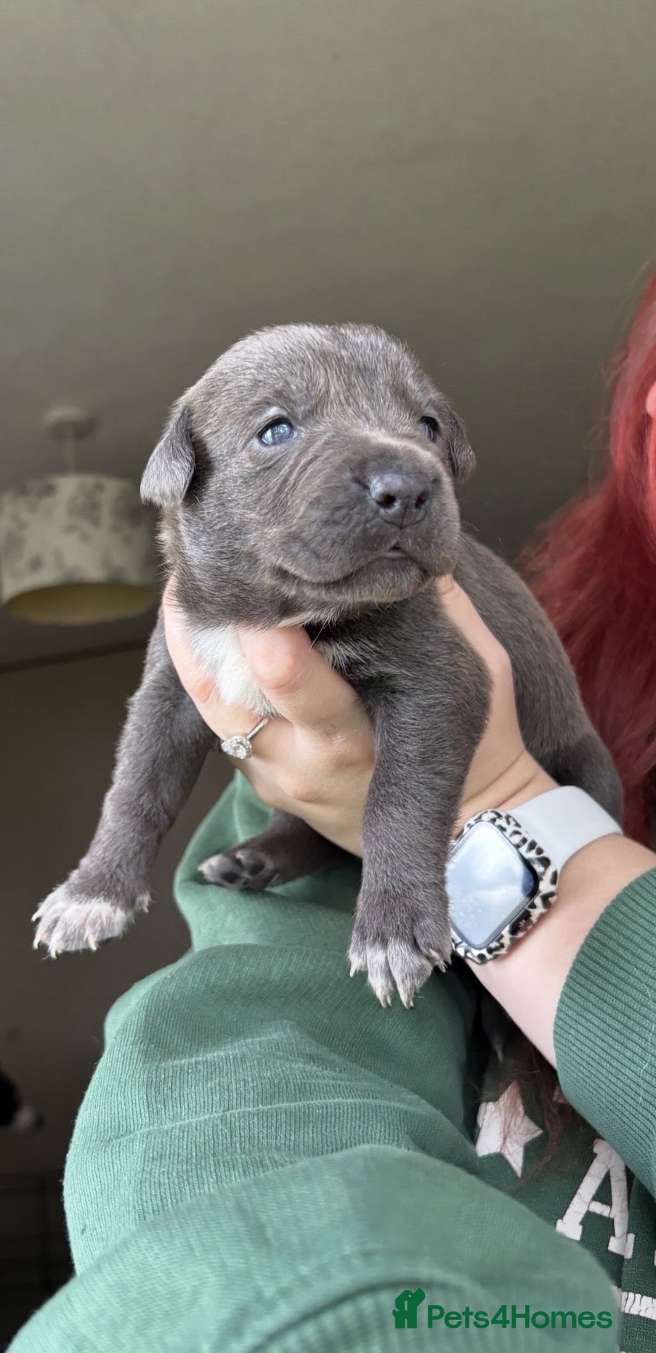 Mixed Breed dogs Gorgeous Blue & Brindle Mixed Breed Puppies 🫐💗 - Advert 9