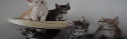 Maine Coon cats for sale: READY FOR COLLECTION  TICA registered kittens - Advert 21