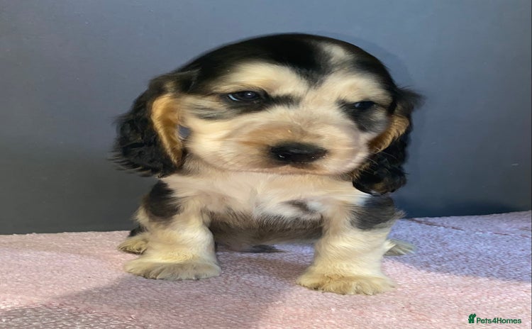 Cocker Spaniel dogs - Advert 4