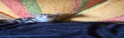 Mixed Breed cats for sale: Adorable kittens for sale in Maidstone - Advert 2