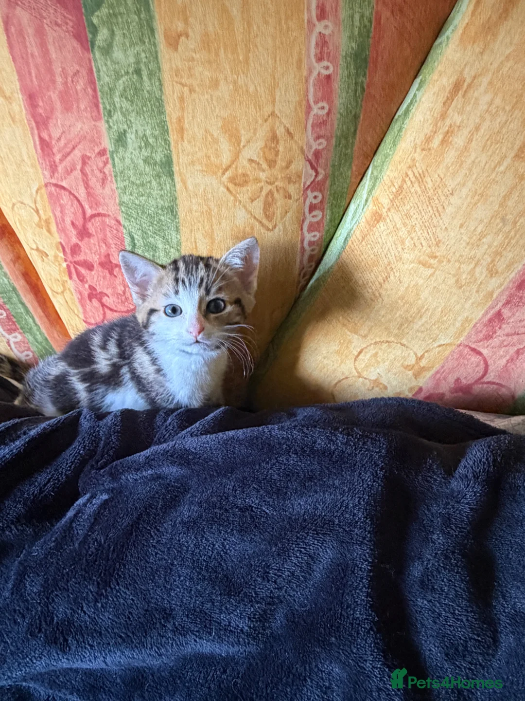 Mixed Breed cats for sale: Adorable kittens for sale in Maidstone - Advert 2