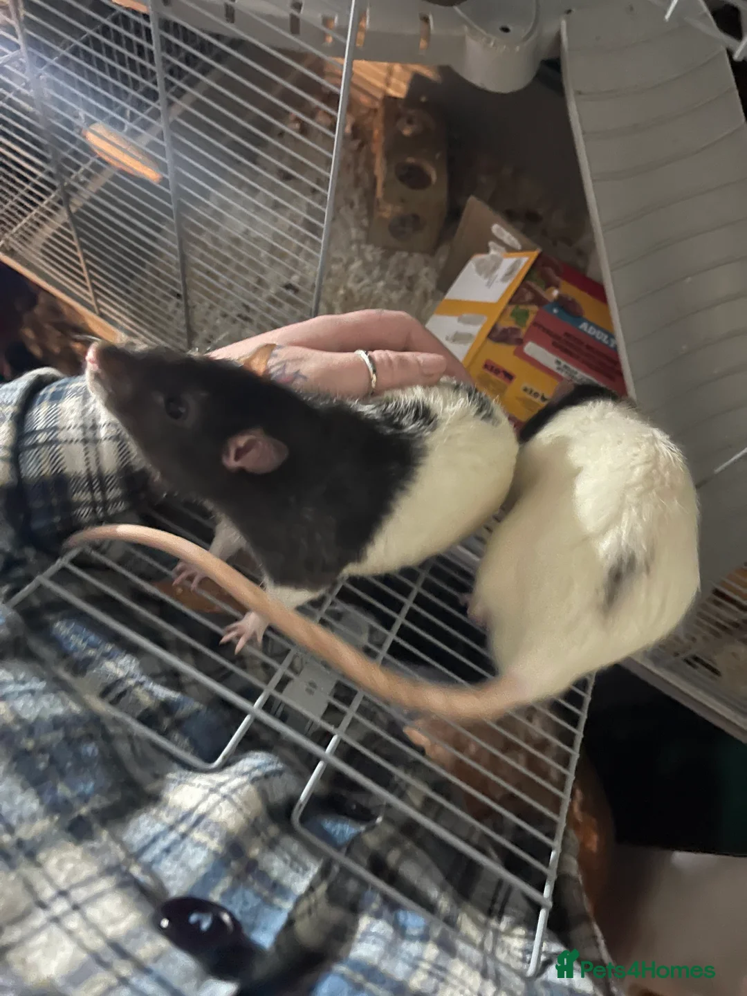 Rat rodents for sale: 2 friendly male rats for sale :) in Crewe - Advert 1