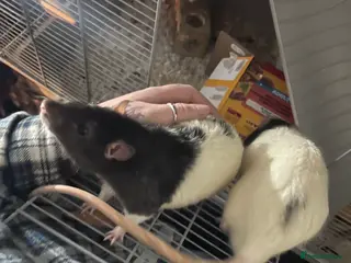 Rat rodents 2 friendly male rats for sale :) in Crewe - Advert 1