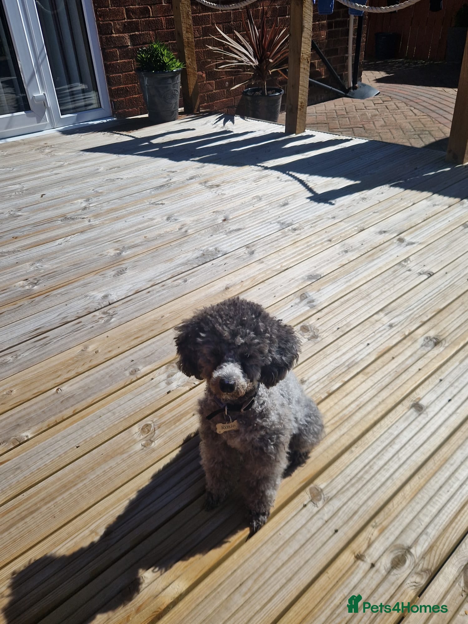 Maltipoo dogs for sale: Truly Outstanding Maltipoo Puppies in Hartlepool - Advert 3