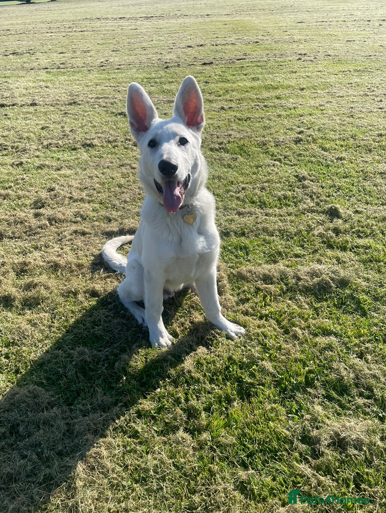 German Shepherd dogs Male White German Shepherd for Rehome, 6 Months - Advert 2