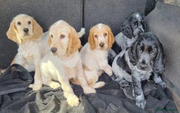 Cocker Spaniel dogs for sale: Orange & Blue Roan Show Cockers - Image 4