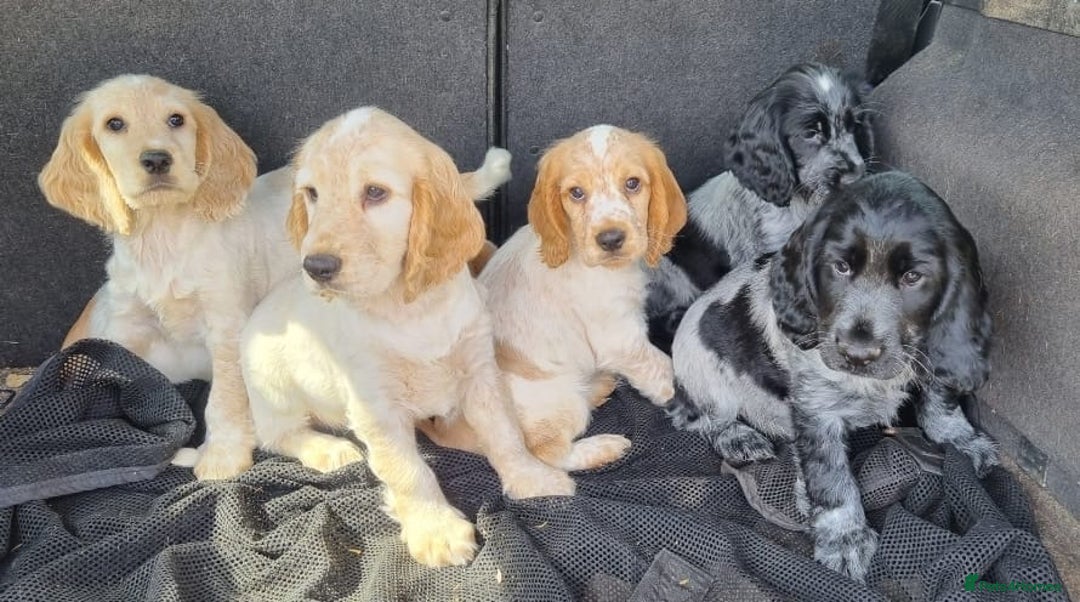 Cocker Spaniel dogs for sale: Orange & Blue Roan Show Cockers - Image 4