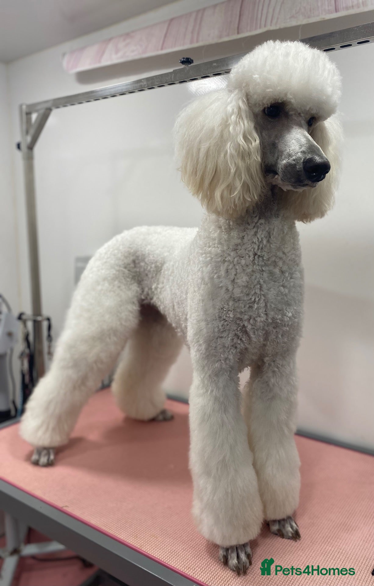 Standard Poodle dogs Beautiful litter of 7 standard poodle puppies - Advert 11