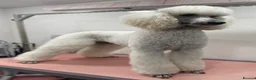 Standard Poodle dogs for sale: Beautiful litter of 7 KC standard poodle puppies - Advert 2