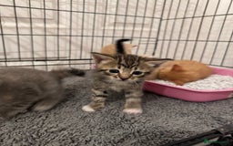 American Shorthair cats for sale: 4 stunning bsh x American short kittens avail - Image 17