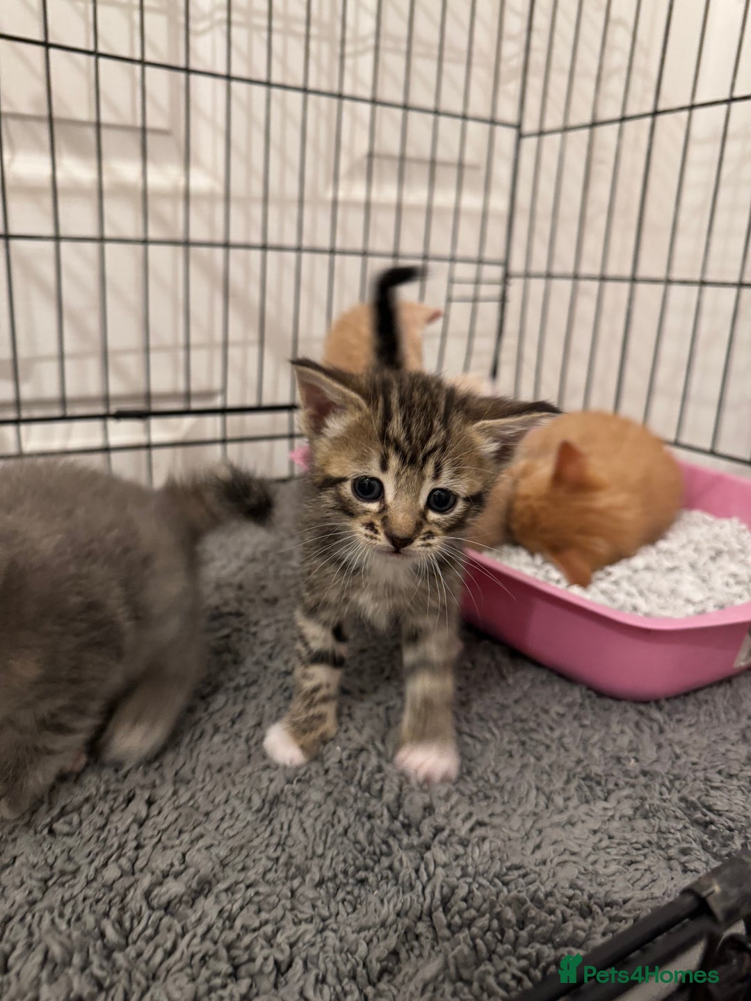 American Shorthair cats for sale: 4 stunning bsh x American short kittens avail - Image 17