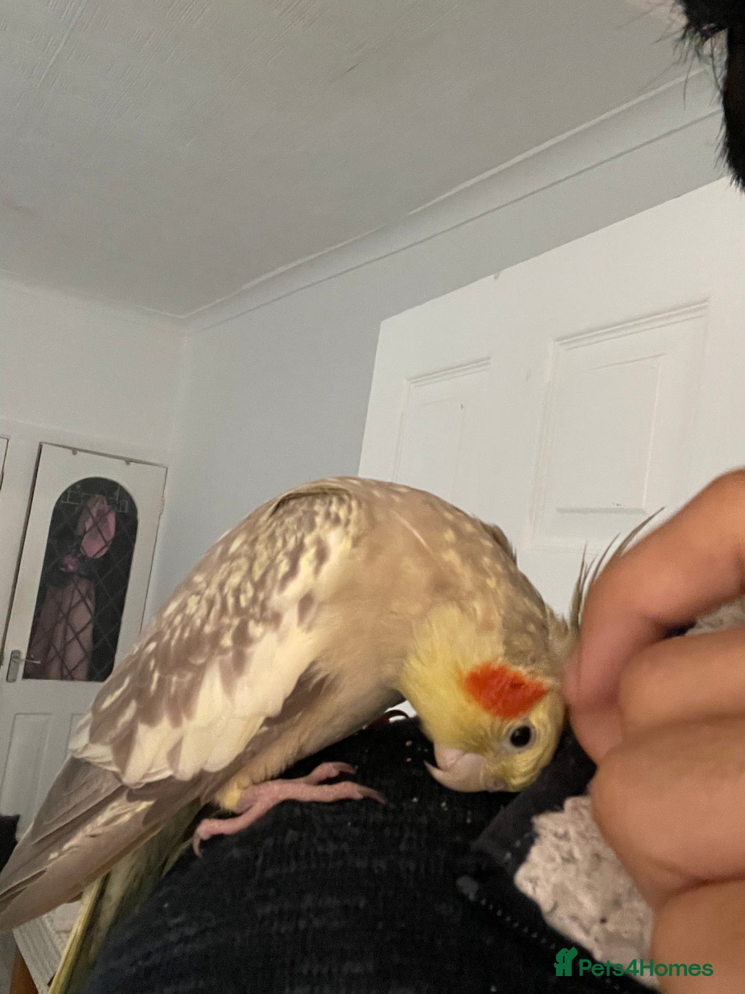 Cockatiels birds for sale: Tamed cocktail for sale - Image 2