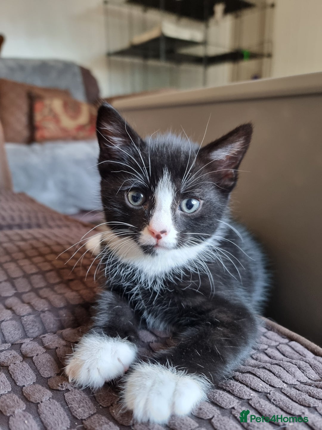 Bengal cats for sale: Bengal cross kittens  - Image 8
