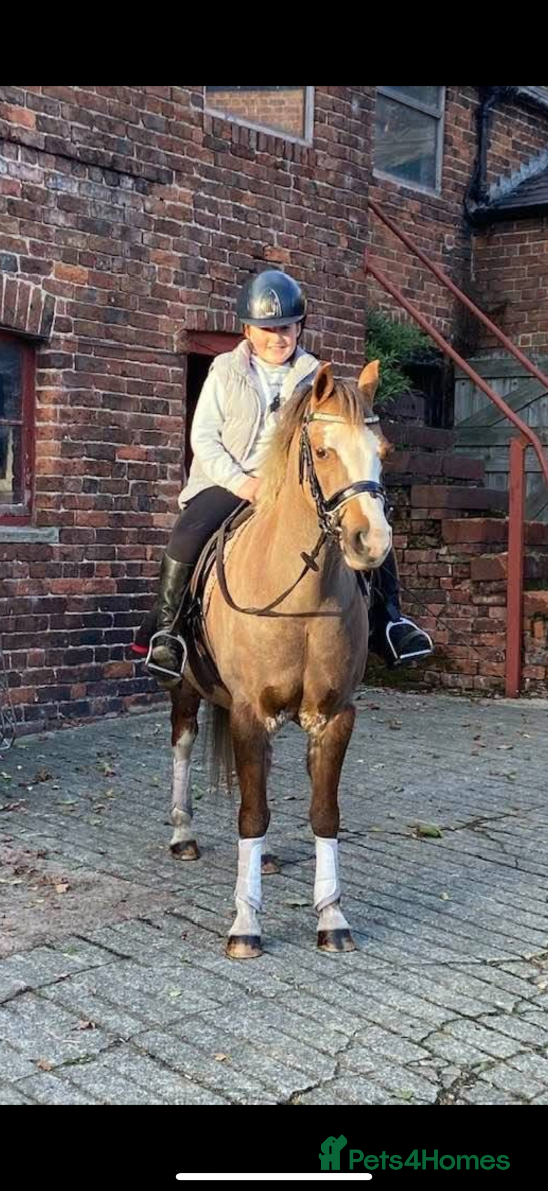 Welsh Section B horses for sale: 🎀Bunbury Zianna aka Annie 🎀 - Image 6