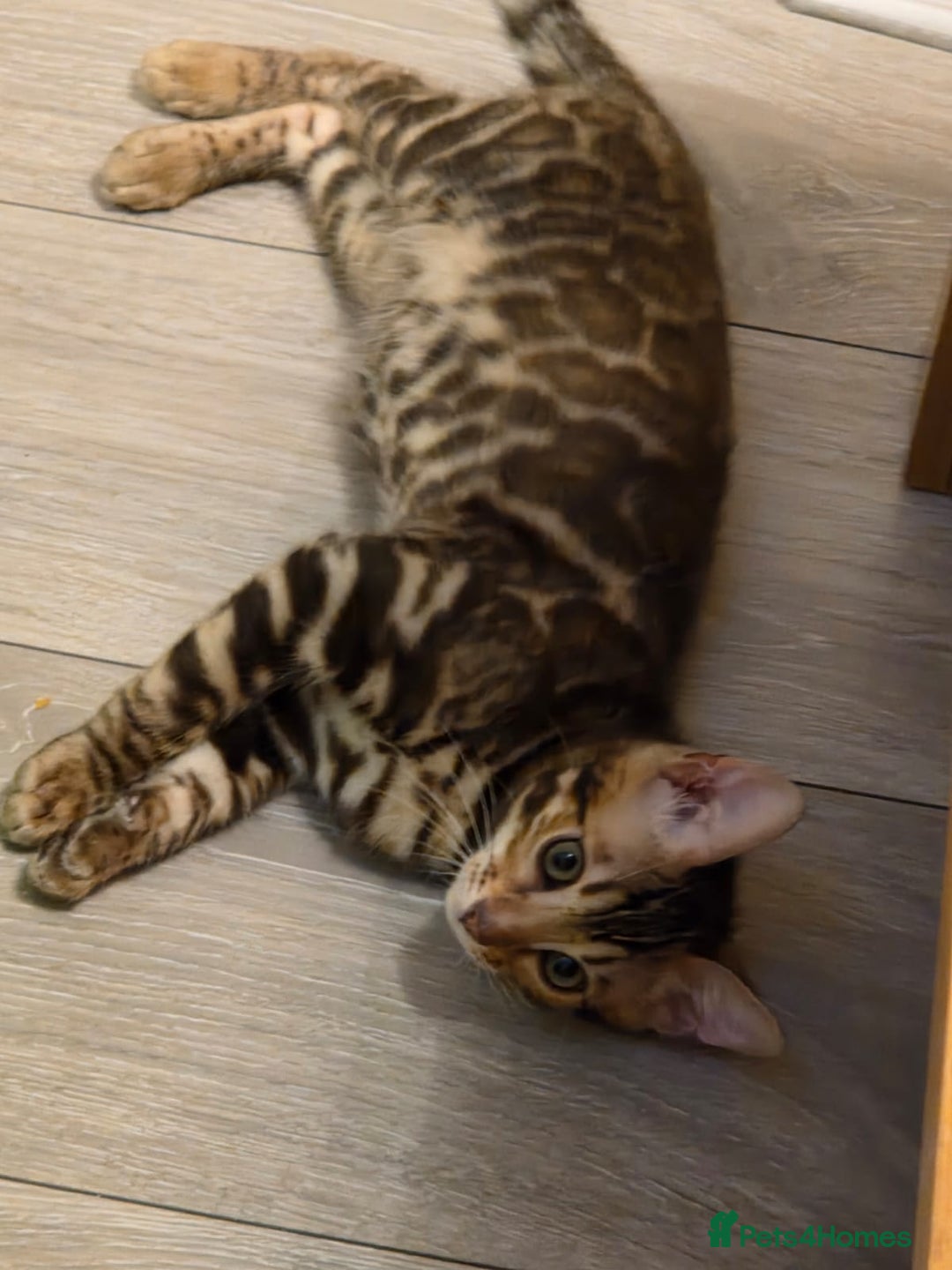 Bengal cats for sale: WE HAVE TWO BENGAL KITTENS FOR SALE!! - Advert 4