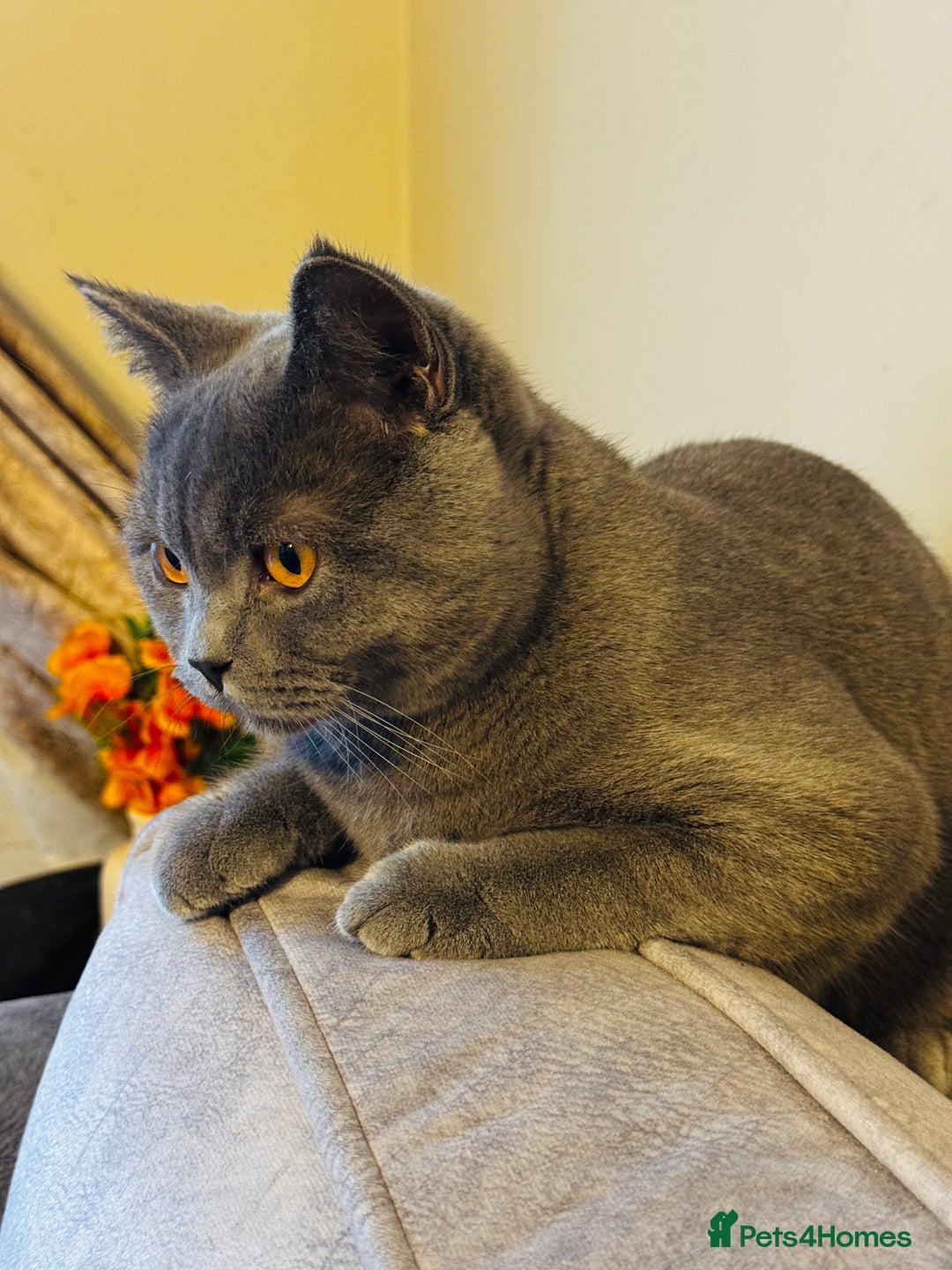 British Shorthair cats for sale: Lovely British Shorthair Boy – Very Affectionate - Advert 2