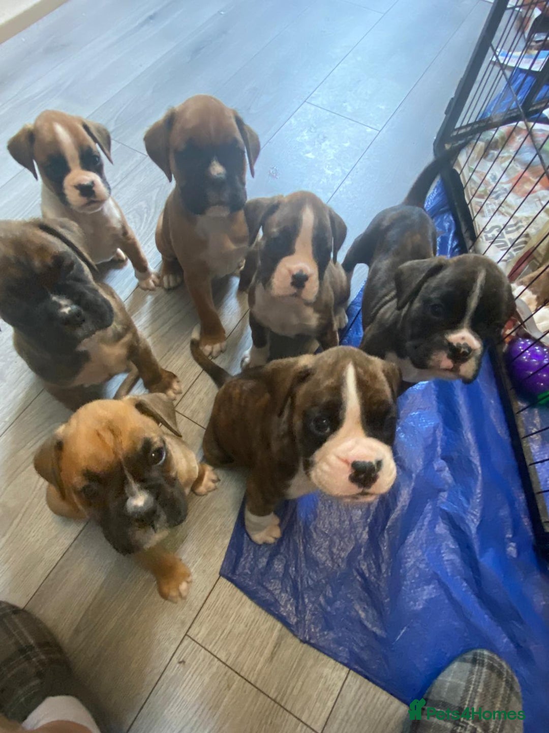 Boxer dogs for sale: Boxers 2 bitches - Image 14