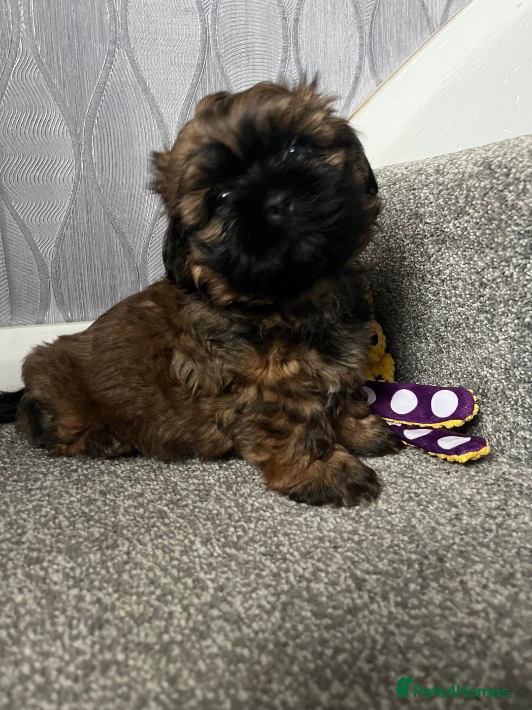 Shih Tzu dogs for sale: Shih Tzu Pups  - Image 4