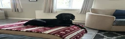 Cocker Spaniel dogs for stud: Stud Working Cocker Spaniel KC Registered  - Advert 5