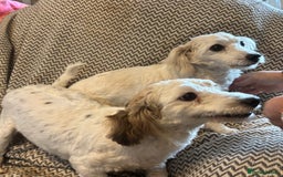 Mixed Breed dogs for sale: Beautiful sisters needing new homes  - Image 6