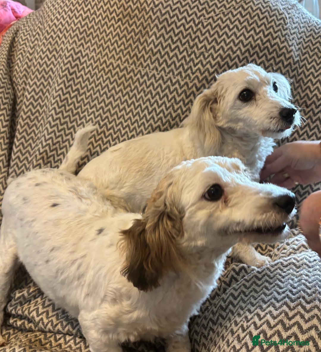Mixed Breed dogs for sale: Beautiful sisters needing new homes  - Image 6