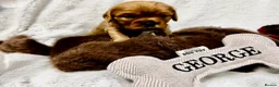 Cavalier King Charles Spaniel dogs for sale: George in Basildon - Advert 12