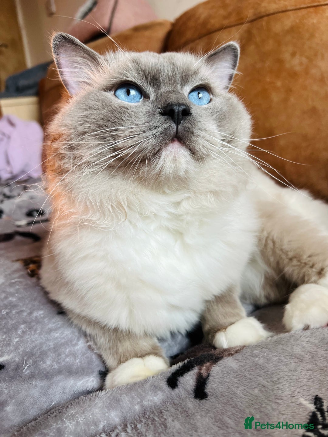 Ragdoll cats for stud: GCCF & TICA registered stud, champion bloodline    in London - Image 8