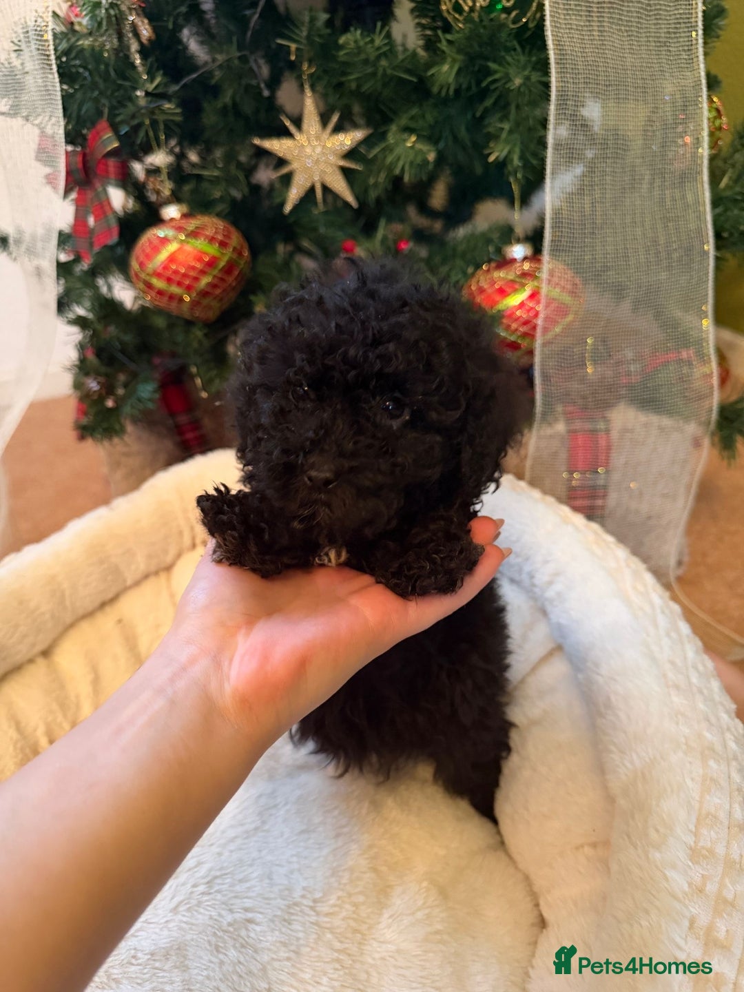 Cavapoo dogs for sale: Beautiful toy Cavapoo puppies for sale - Advert 8