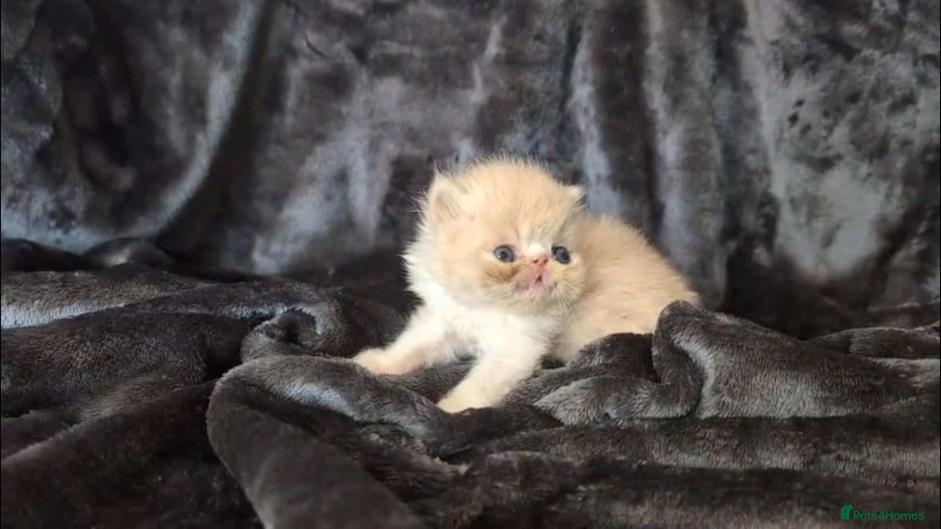 Persian cats Beautiful Persian kittens - Advert 1
