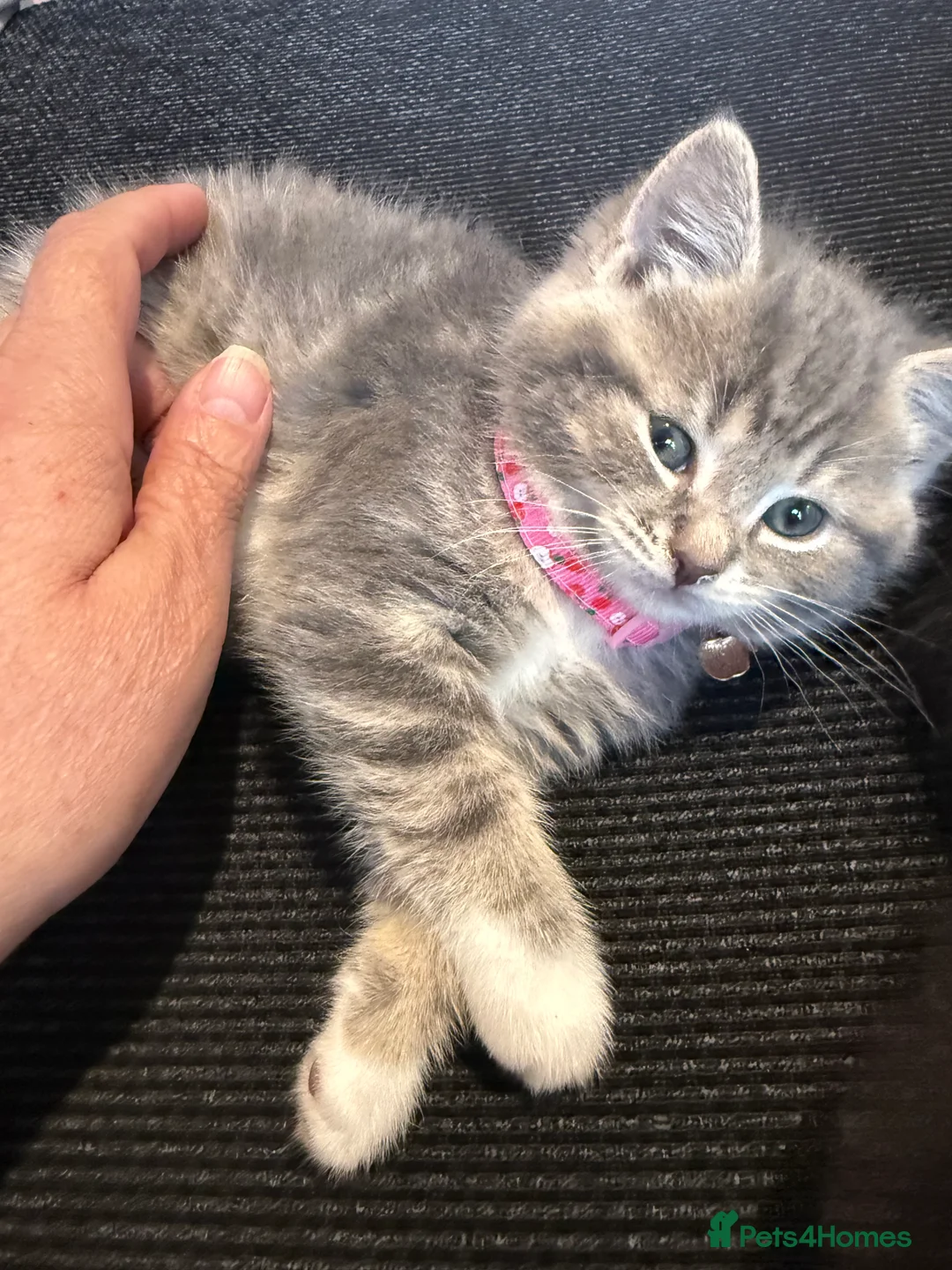 Ragcoon cats for sale: RAGCOONS ragdoll mainecoons  - Advert 2