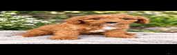 Cavapoo dogs for sale: Gorgeous Ruby Cavapoo Puppies  - Advert 3